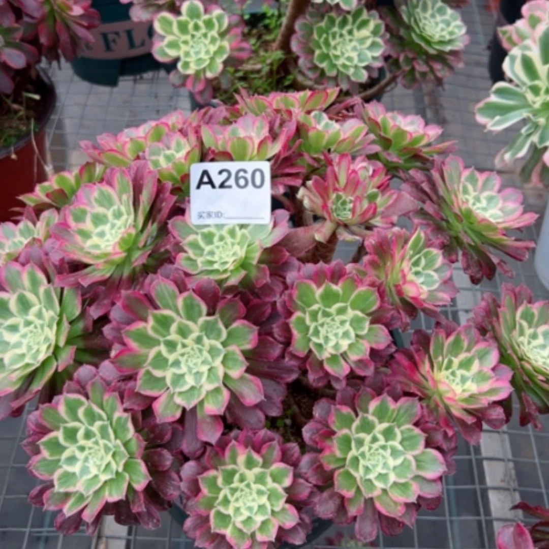 【闪购商品】260天合多肉