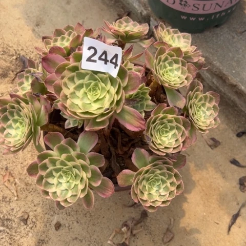 海王多肉植物244