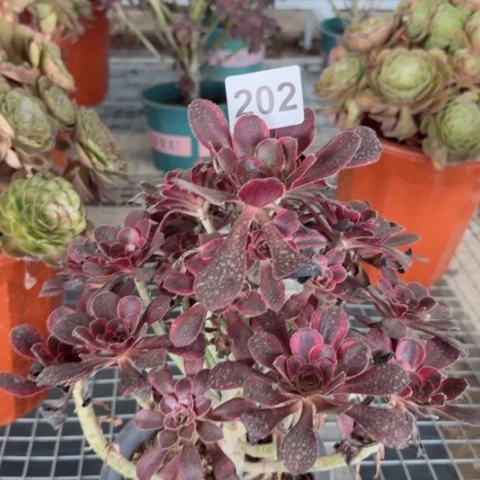 丽娜多肉植物202