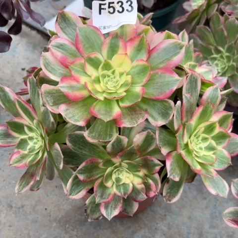 533海王20厘米左右