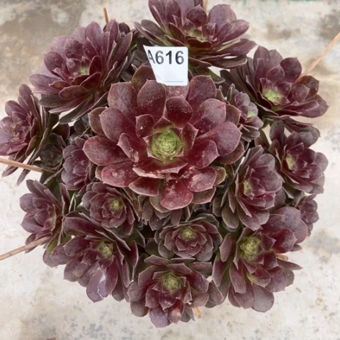 616赤焰莲35厘米左右