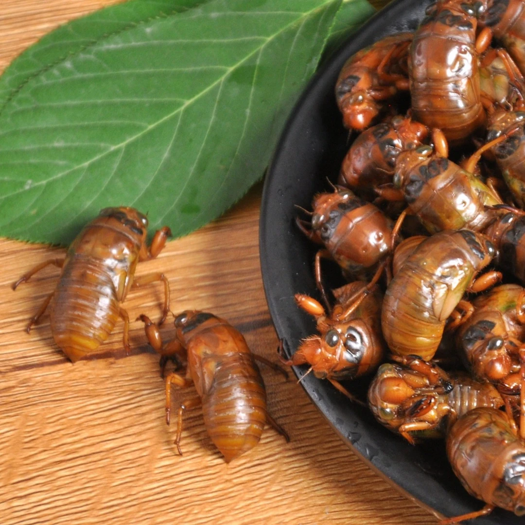 顺丰包邮/2025新鲜金蝉爬叉知了猴白蝉50个100个200个