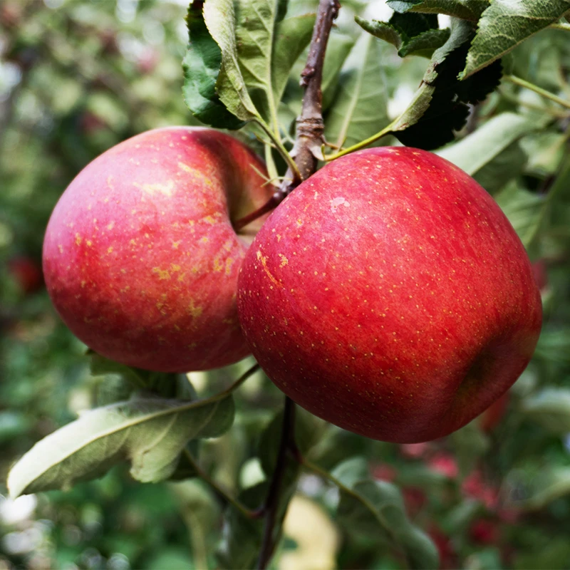 【秢羽优选】大凉山盐源晚熟丑苹果冰糖心新鲜采摘脆甜爽口1-8斤