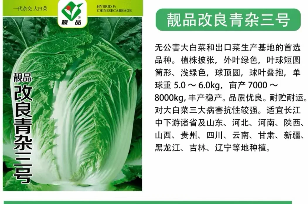 靓品改良青杂三号大白菜种子籽一致性高风味品质好秋季播白菜种子