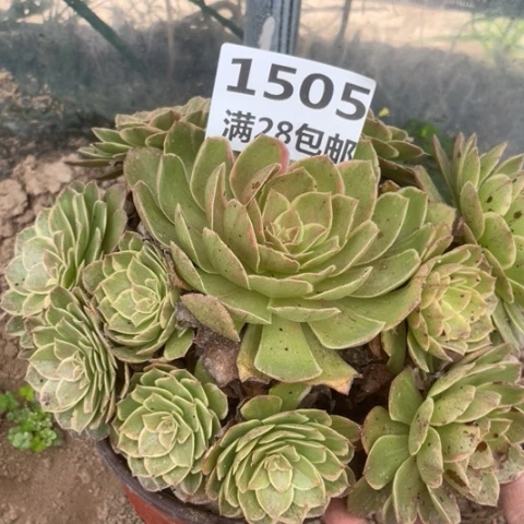 1505一号棚莲花座