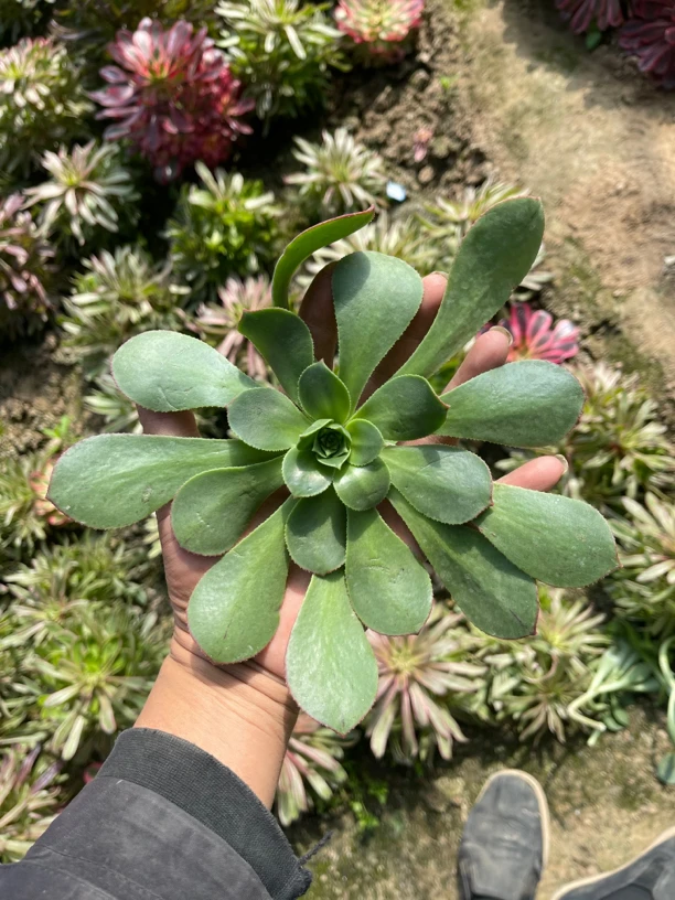 嫁接木砍头,数量品种随机,5斤以上,