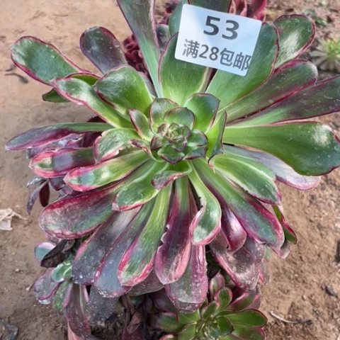 53三号棚紫燕多肉