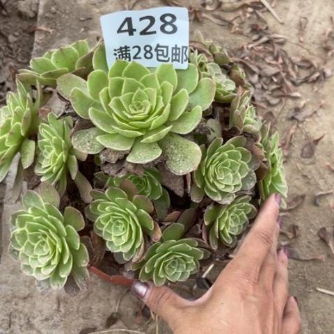 I****?428一号棚莲花座