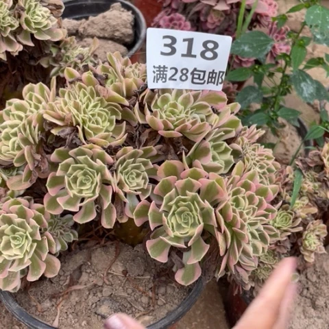 ?**?318一号棚女巫缀