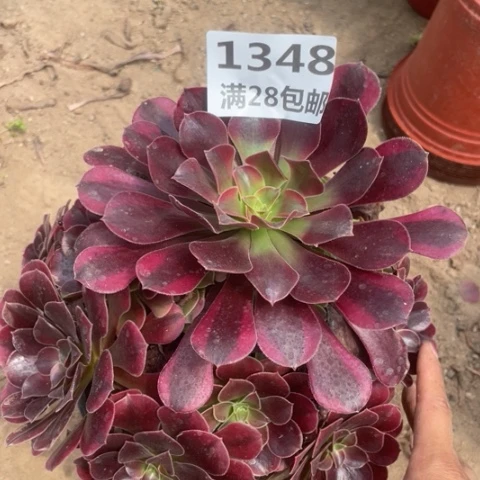 1348三号棚美杜莎