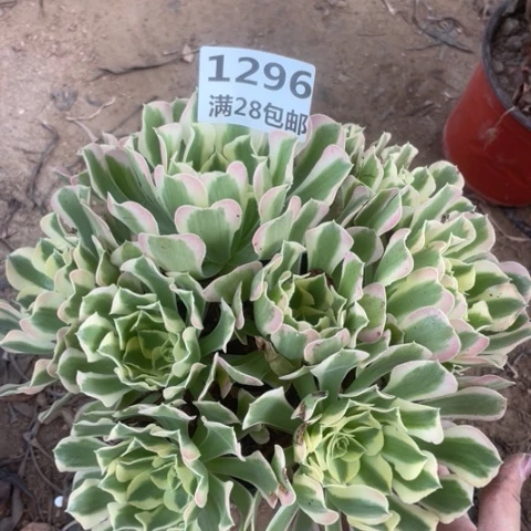 1296三号棚白凤多肉