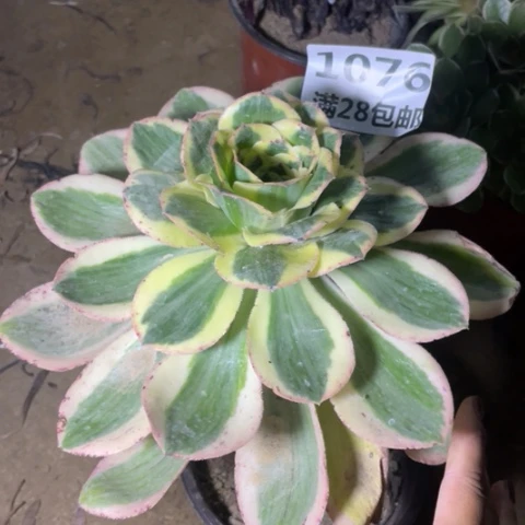 1076三号棚燕姿大的