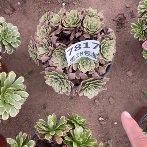 7817朝霞丛林一号棚