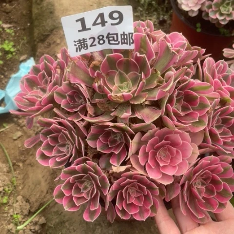 149三号棚女巫多