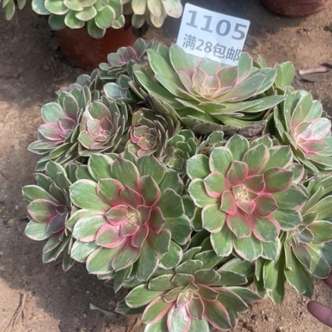 泰****子1105三号棚粉花妖歪头