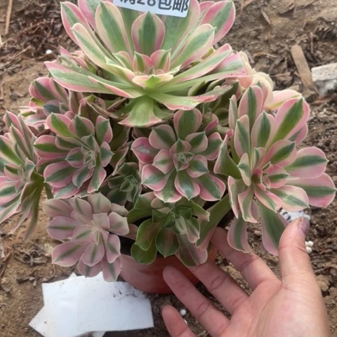1230三号棚女巫花脸