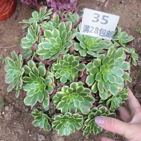 35三号棚朝霞多肉
