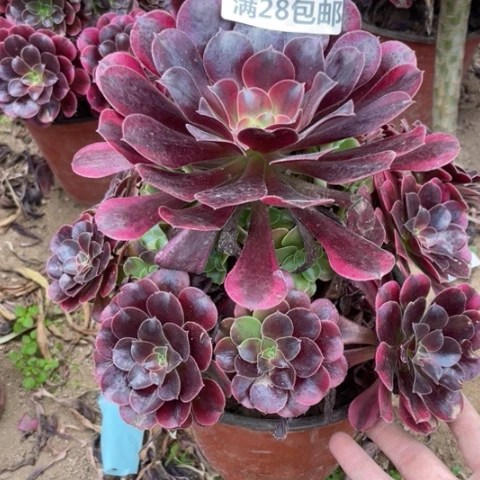 301三号棚美杜莎