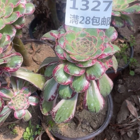 1327三号棚v仅仅