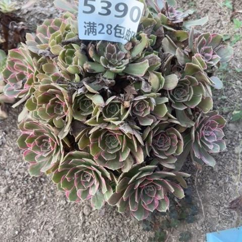 5390二号棚安娜多肉植物