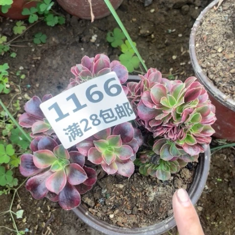 1166三号棚美杜莎缀