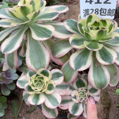 412三号棚多肉植物