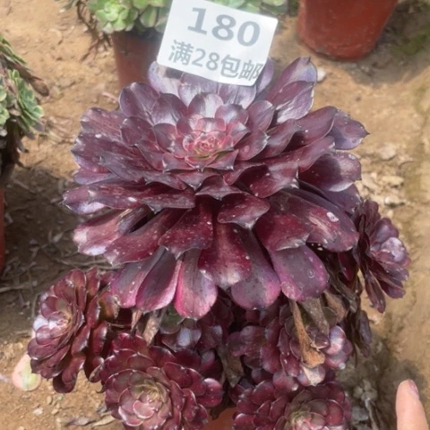 180三号棚美肌多肉