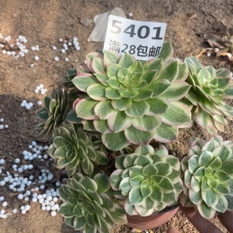 5401一号棚海王多肉植物