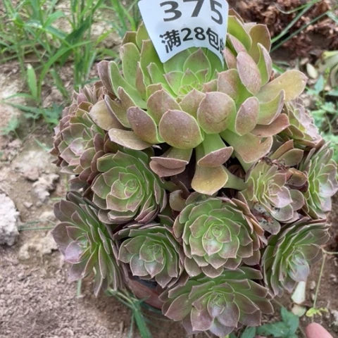 笑***.375二号棚沙拉碗