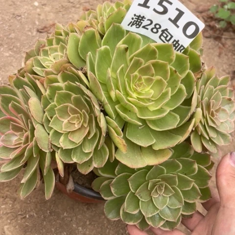 1510一号棚粉花妖