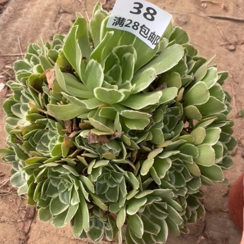 38一号棚浣纱多肉