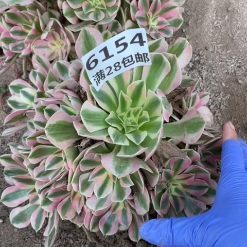 6154一号棚女巫多肉植物