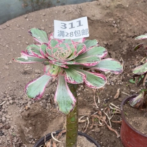 311三号棚多肉植物