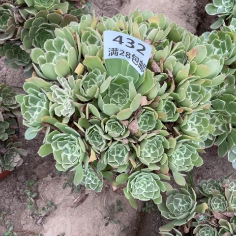 张*一432一号棚浣纱多肉