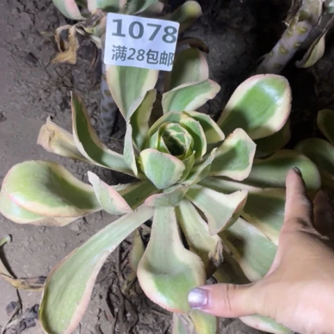 1078一号棚燕姿多肉