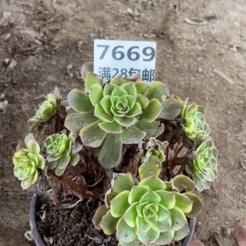 7669二号棚半夏多肉