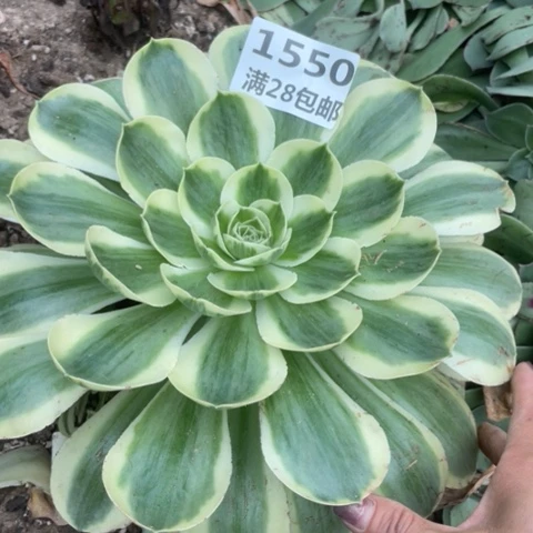 小**绪1550三号棚白金多肉