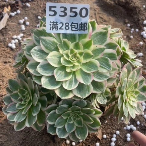 5350一号棚海王多肉植物