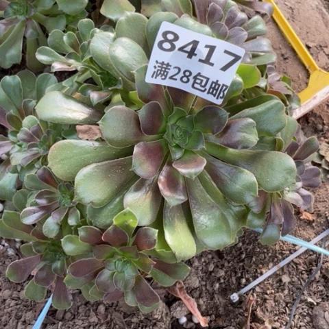 敏*8417三号棚七彩多肉