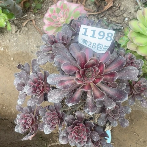 1198三号棚晚霞多少