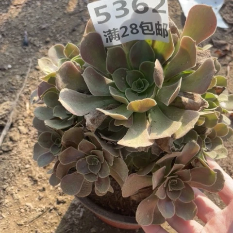 5362一号棚七彩多肉植物