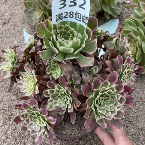 332一号棚天河多肉
