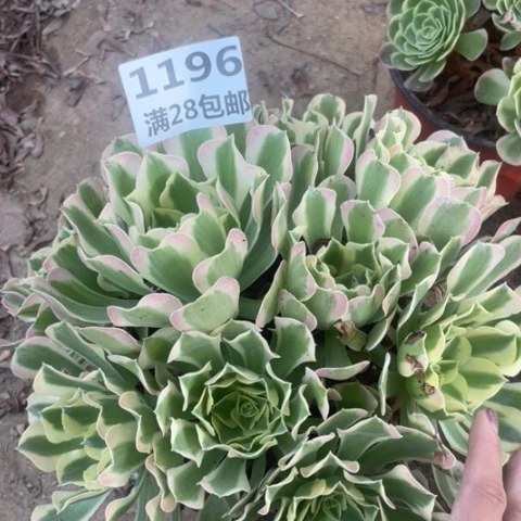 1196三号棚白凤多肉