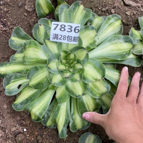 7836暴君多肉三号棚