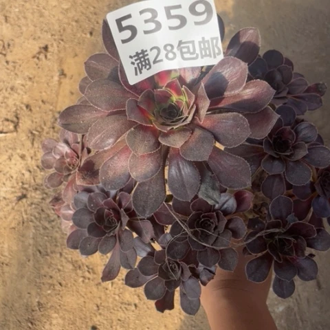 5359一号棚晚霞多肉植物