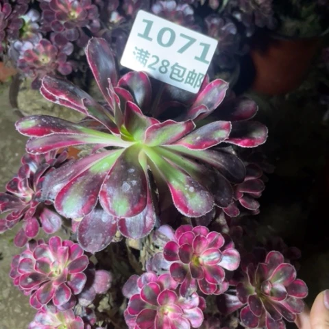 1071三号棚香奈尔