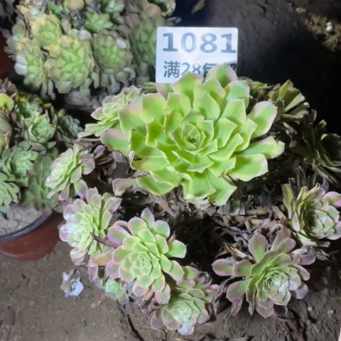 1081三号棚舞天姬