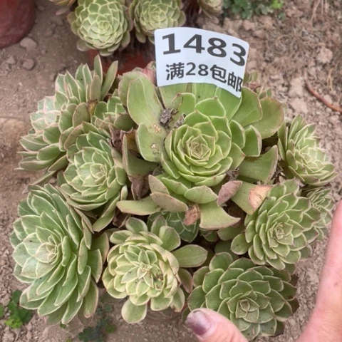 1483一号棚莲花座多少