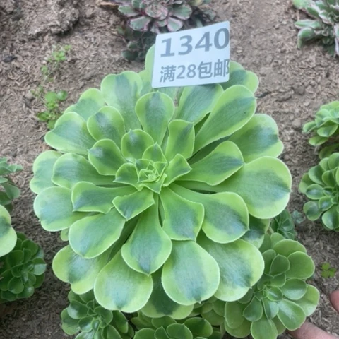 1340三号棚绿豆沙