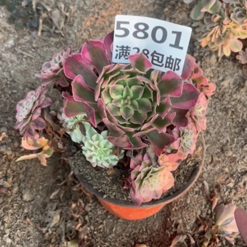 5801二号棚红铜鼓